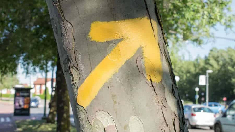 Una flecha amarilla indicadora del Camino pintada en un árbol :: Camino de Santiago