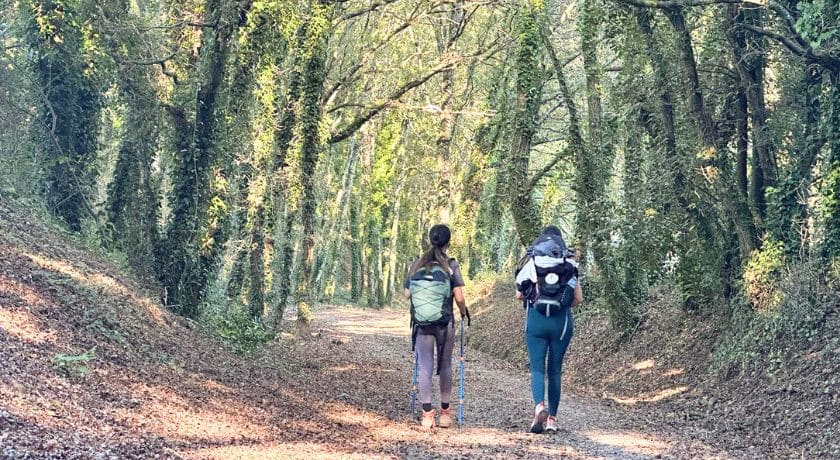 Camino de Santiago organizado