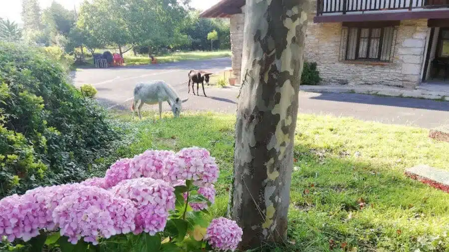 Albergue Gerekiz Amagi, Barrio de Gerekiz (Morga) - Camino del Norte :: Albergues del Camino de Santiago